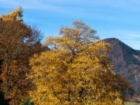 Im Sonnenlicht leuchtender Herbstbaum